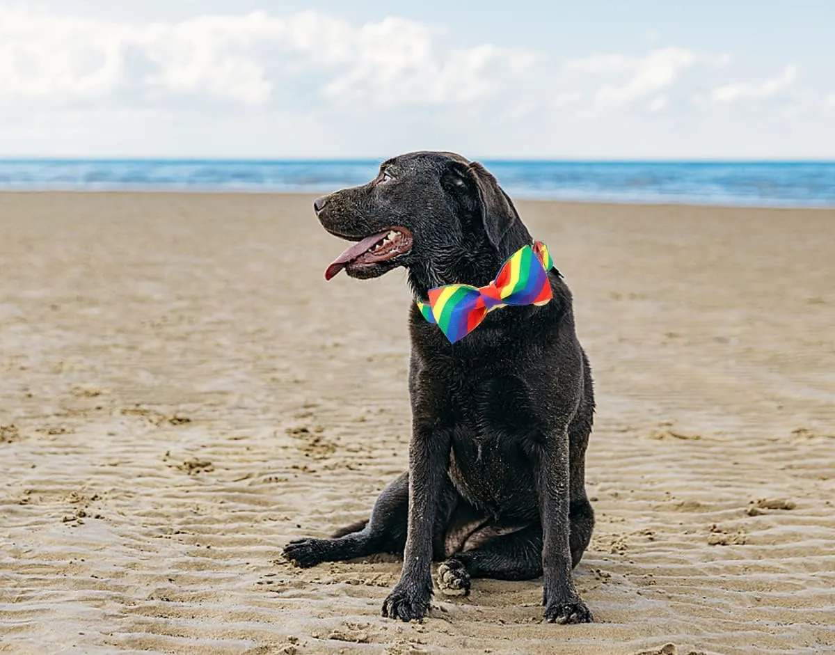 DOGWONG Rainbow Flag Dog Collar with Bowtie- Gay Pride Dog Collars LGBTQ Flags Equality Pet Collars for Small Medium Large Dogs