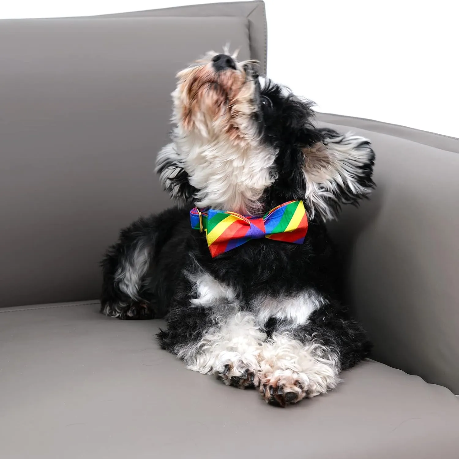 DOGWONG Rainbow Flag Dog Collar with Bowtie- Gay Pride Dog Collars LGBTQ Flags Equality Pet Collars for Small Medium Large Dogs