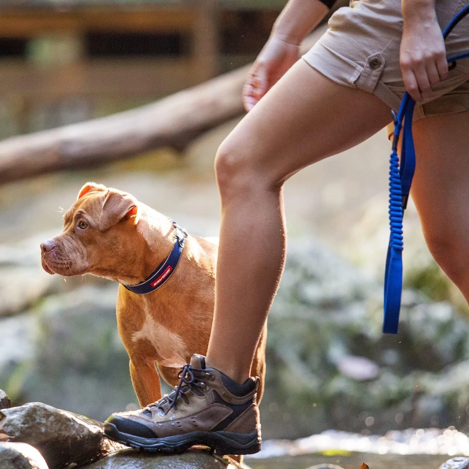 EzyDog Zero Shock Dog Leash - Shock Absorbing Bungee Leash for Dogs That Pull or Excite - Dual Handle and Reflective for Large, Medium, or Small Dogs (72-Inch, Black)