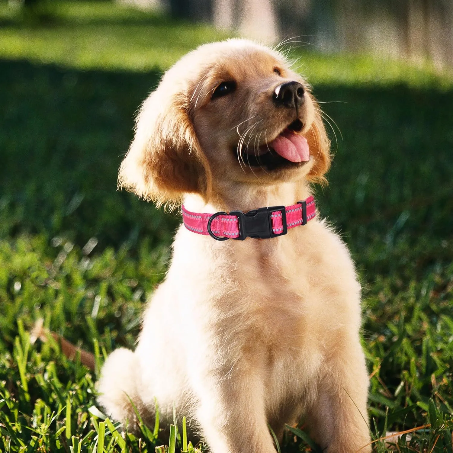 Mile High Life Nylon Night Light Glow Collar, Reflective Light Up Dog Collar, Fluorescent Self-Luminescent Strap for Small Medium Large Dogs (Pink, XS Neck9-13")