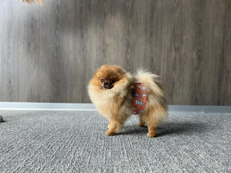 Misoko Washable, Size Adjustable, Puppy Training, High Absorbency Diaper for Male Dogs, with owls