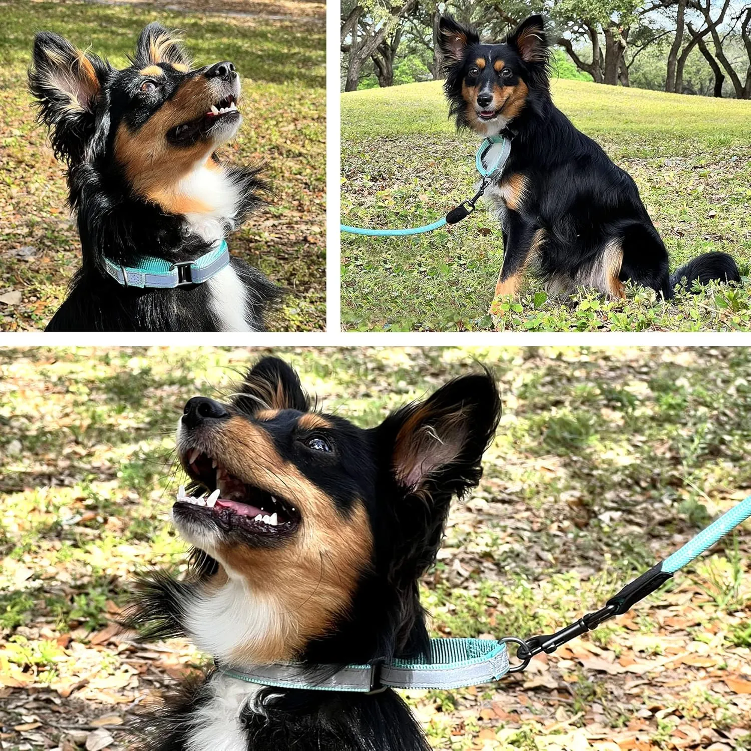 Pawtitas Personalized Martingale Dog Collar With Name, Phone Number - Reflective, Customized for Small Dogs | Orange