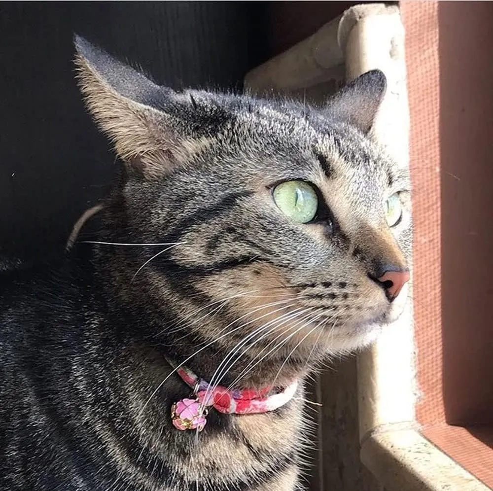 PetSoKoo Four-Leaf Clover Cat Collar with Bell Breakaway Buckle. Japanese Chirimen,Cute Kitten Collar for Girl Boy Cat