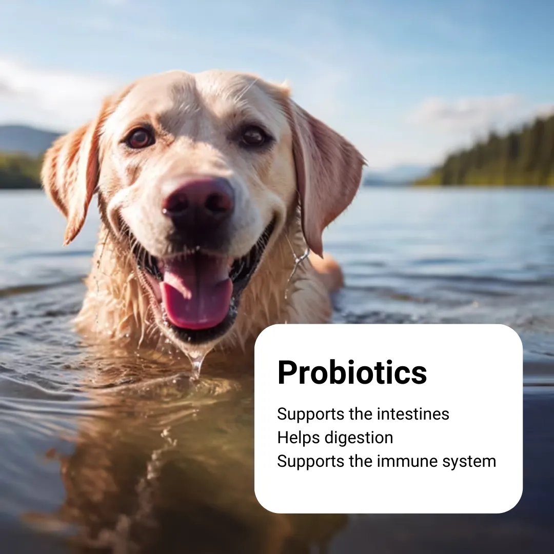 Pharmox Probiotic for Cats and Dogs
