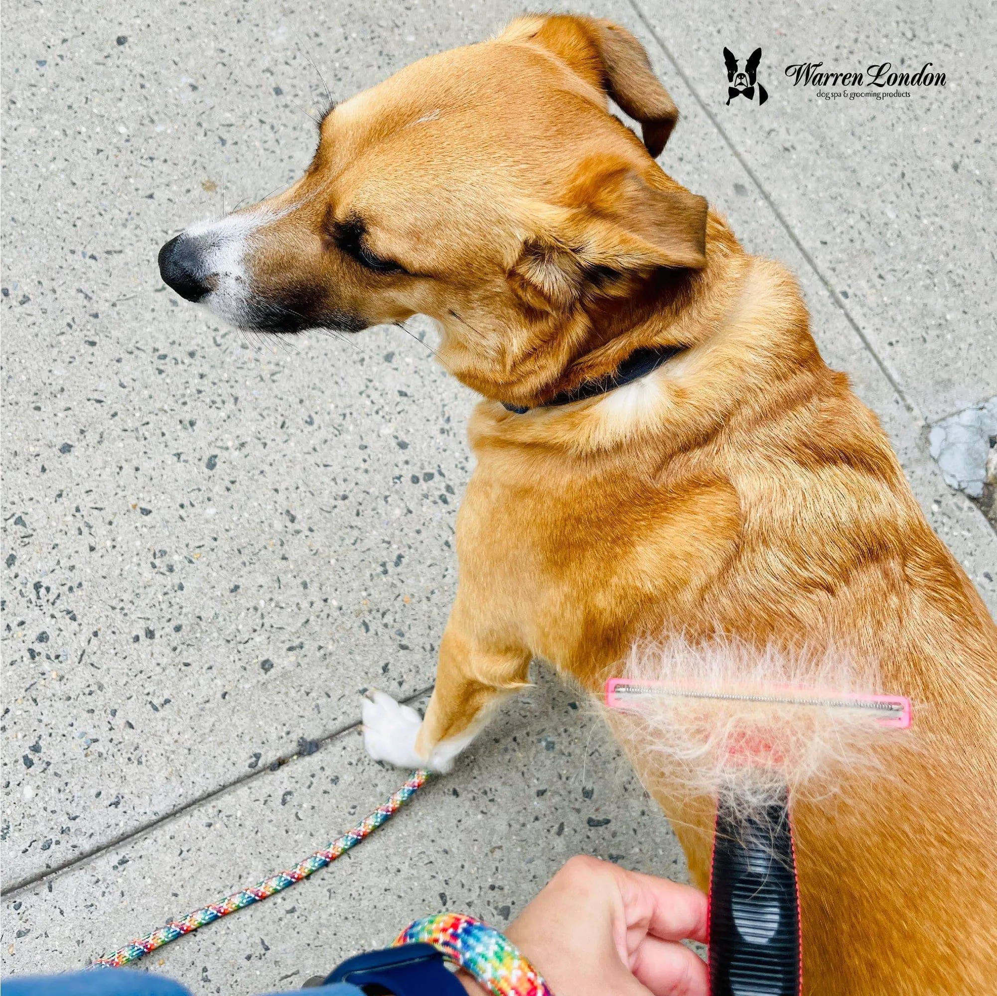Warren London - De-Shedding Dog Brush